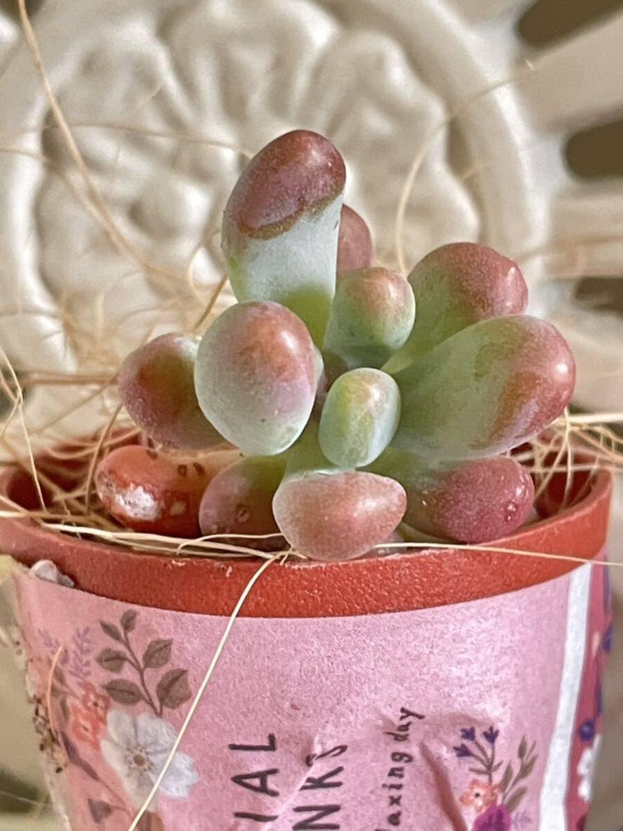 多肉 セダム 恋心 カット苗